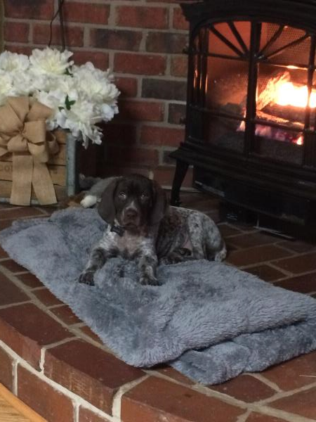 /Images/uploads/Southeast German Shorthaired Pointer Rescue/segspcalendarcontest2018/entries/8701thumb.jpg